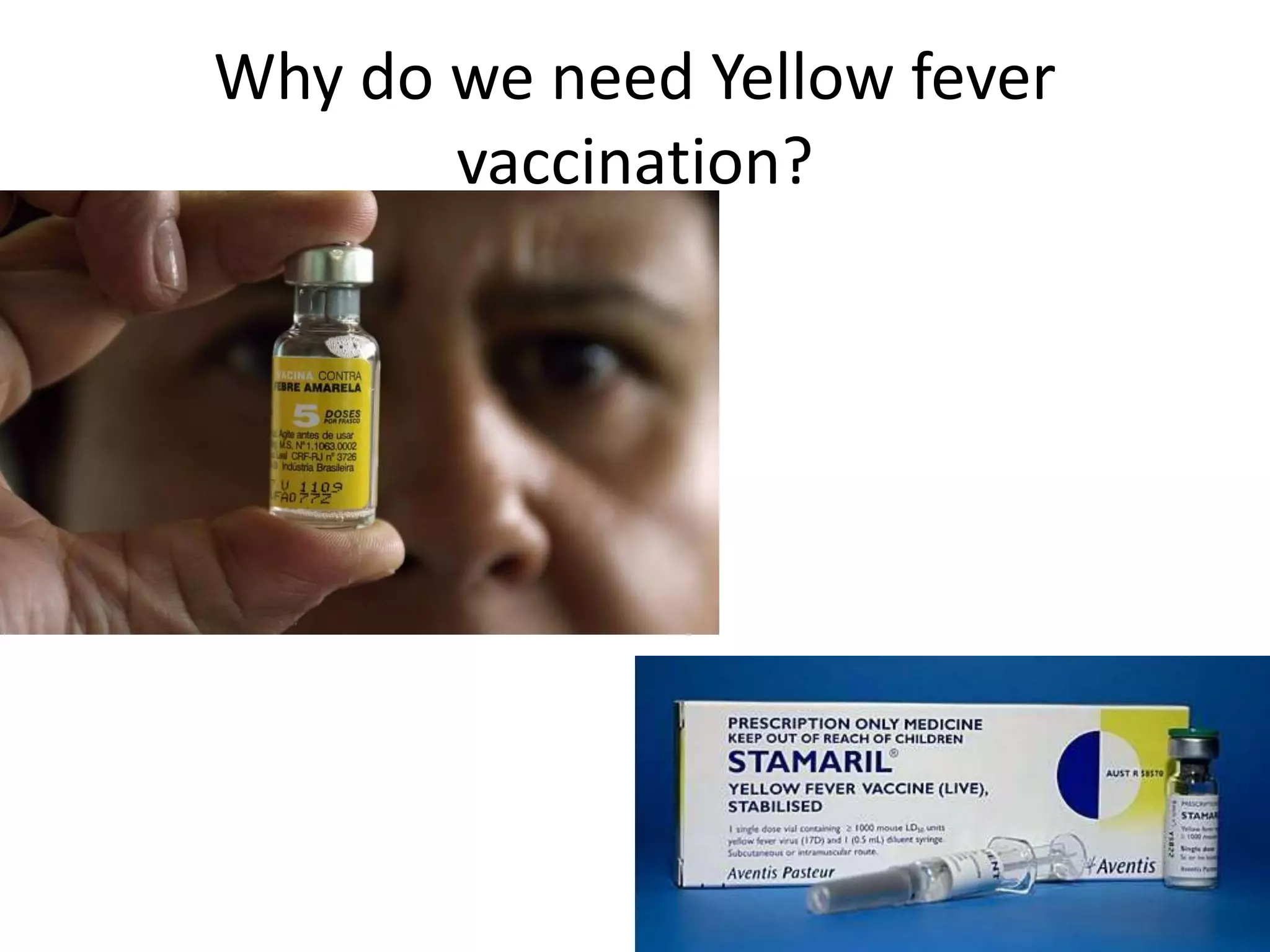What Is Yellow Fever Disease Common Questions From Travelers From What is yellow fever disease common questions from travelers from