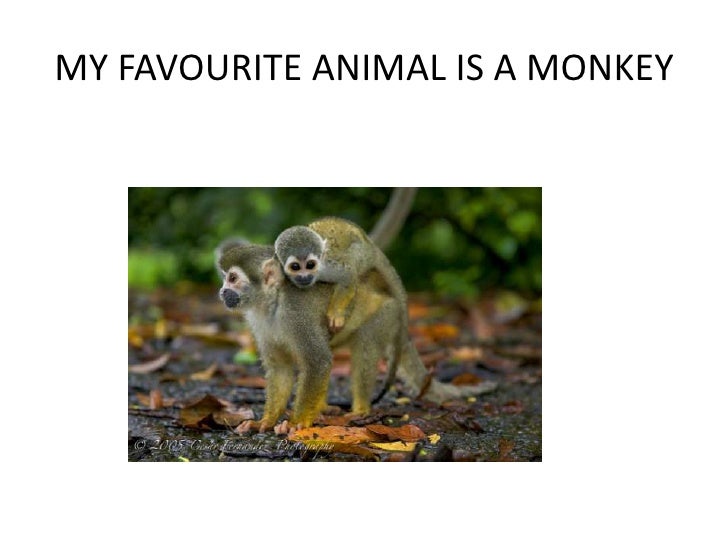 What is your favourite animal