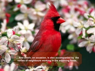 ... And which, on occasion, is also accompanied by  the 
  voices of neighbours working in the adjoining fields. 
 