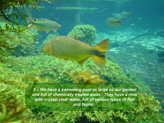 2 – We have a swimming pool as large as our garden
and full of chemically treated water. They have a river
  with crystal clear water, full of various types of fish
                      and fauna .
 