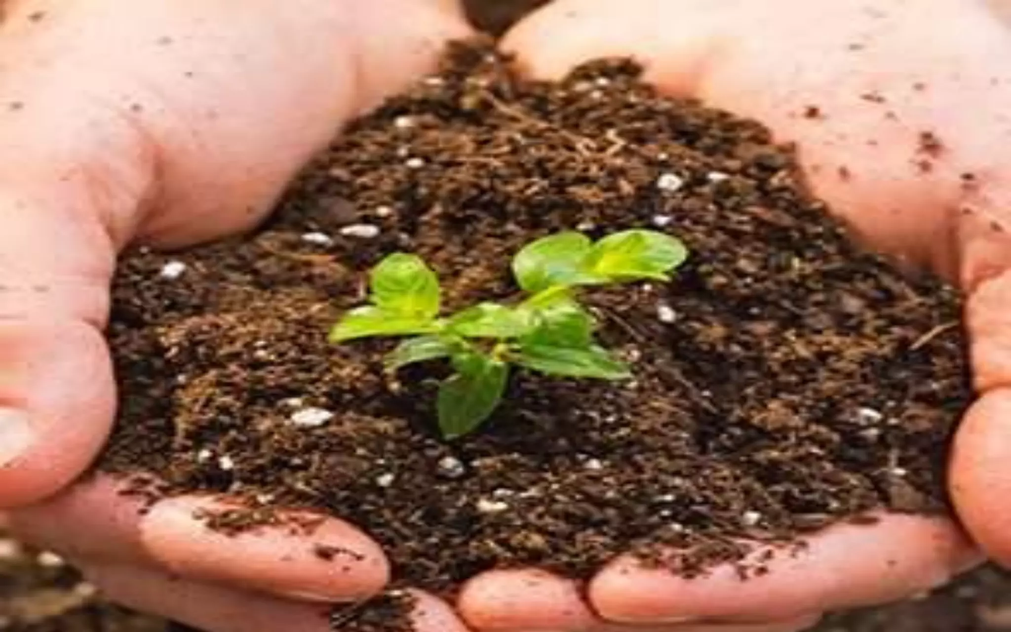 What kind of soil are you?