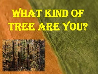 What Kind of
Tree Are You?
 