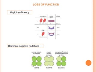 LOSS OF FUNCTION
Haploinsufficiency
Dominant negative mutations
 
