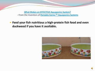 What Makes an EFFECTIVE Aquaponics System? - From the Inventors of Portable Farms™ Aquaponics SystemsFeed your fish nutritious a high-protein fish food and even duckweed if you have it available. 
