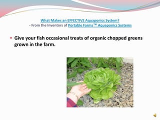 What Makes an EFFECTIVE Aquaponics System? - From the Inventors of Portable Farms™ Aquaponics SystemsGive your fish occasional treats of organic chopped greens grown in the farm.