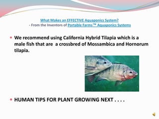 What Makes an EFFECTIVE Aquaponics System? - From the Inventors of Portable Farms™ Aquaponics SystemsWe recommend using California Hybrid Tilapia which is a male fish that are  a crossbred of Mossambica and Hornorum tilapia.HUMAN TIPS FOR PLANT GROWING NEXT . . . .