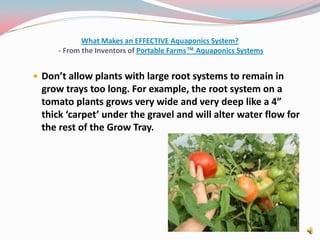 What Makes an EFFECTIVE Aquaponics System? - From the Inventors of Portable Farms™ Aquaponics SystemsDon’t allow plants with large root systems to remain in grow trays too long. For example, the root system on a tomato plants grows very wide and very deep like a 4” thick ‘carpet’ under the gravel and will alter water flow for the rest of the Grow Tray.