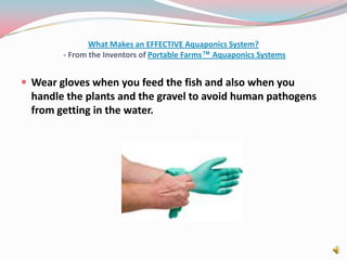 What Makes an EFFECTIVE Aquaponics System? - From the Inventors of Portable Farms™ Aquaponics SystemsWear gloves when you feed the fish and also when you handle the plants and the gravel to avoid human pathogens from getting in the water.