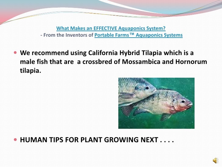 What makes an effective aquaponics system?