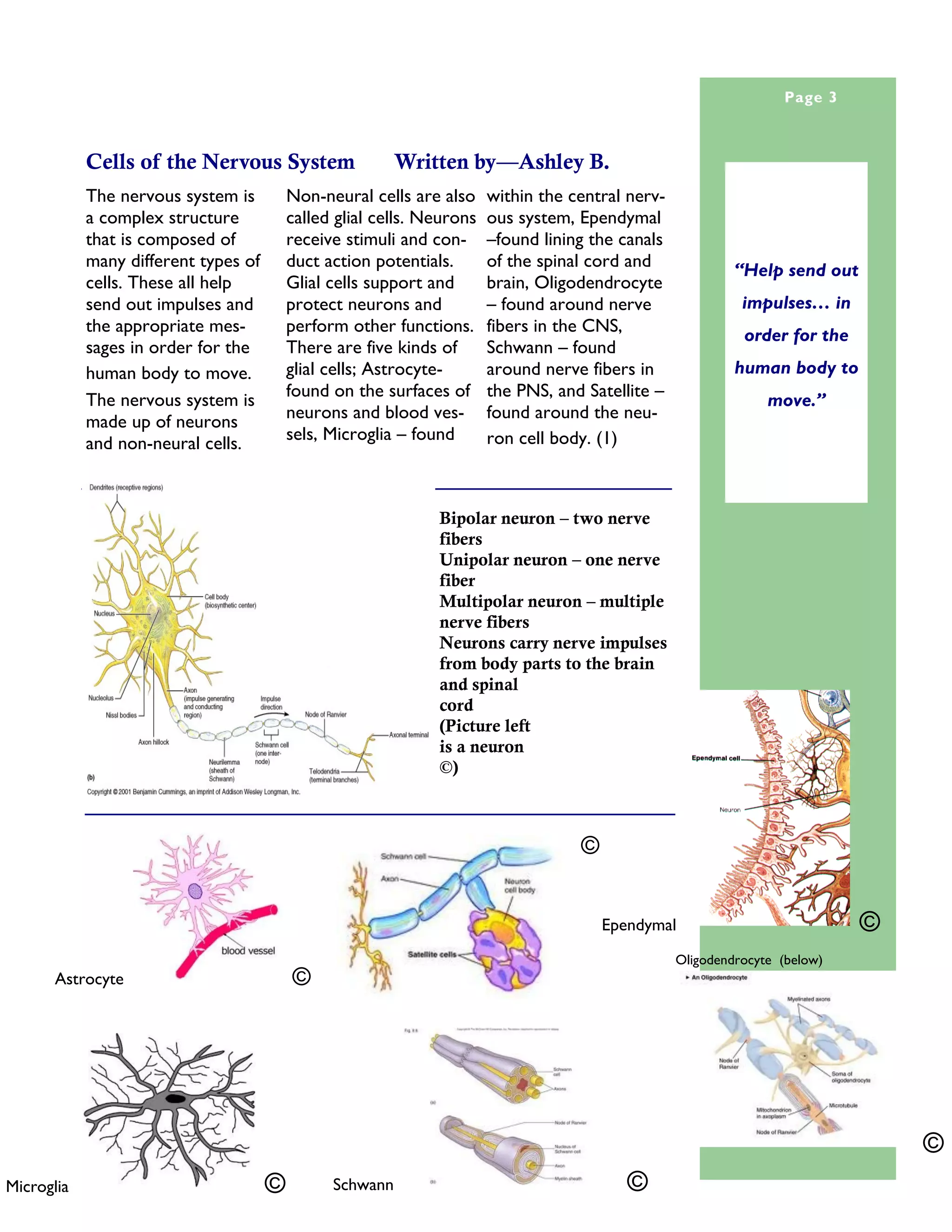 Volume 1, Issue 1 (Informational Section)                                                              Page 3



            Cells of the Nervous System                   Written by—Ashley B.
            The nervous system is         Non-neural cells are also     within the central nerv-
            a complex structure           called glial cells. Neurons   ous system, Ependymal
            that is composed of           receive stimuli and con-      –found lining the canals
            many different types of       duct action potentials.       of the spinal cord and              “Help send out
            cells. These all help         Glial cells support and       brain, Oligodendrocyte
            send out impulses and         protect neurons and           – found around nerve                 impulses… in
            the appropriate mes-          perform other functions.      fibers in the CNS,                   order for the
            sages in order for the        There are five kinds of       Schwann – found
            human body to move.           glial cells; Astrocyte-       around nerve fibers in              human body to
                                          found on the surfaces of      the PNS, and Satellite –
            The nervous system is                                                                                move.”
                                          neurons and blood ves-        found around the neu-
            made up of neurons
                                          sels, Microglia – found       ron cell body. (1)
            and non-neural cells.



                                                               Bipolar neuron – two nerve
                                                               fibers
                                                               Unipolar neuron – one nerve
                                                               fiber
                                                               Multipolar neuron – multiple
                                                               nerve fibers
                                                               Neurons carry nerve impulses
                                                               from body parts to the brain
                                                               and spinal
                                                               cord
                                                               (Picture left
                                                               is a neuron
                                                               ©)



                                                                           Satelite   ©


                                                                                          Ependymal                          ©
                                                                                                   Oligodendrocyte (below)
       Astrocyte                          ©




                                                                                                                                     ©
Microglia                             ©         Schwann                                      ©                                   3
 