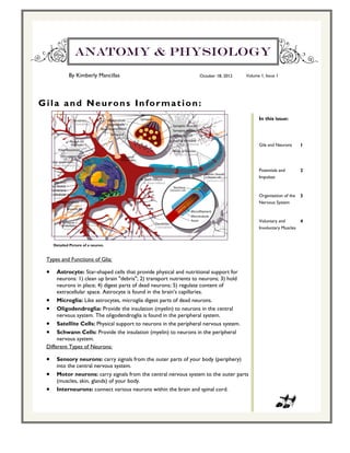 Anatomy & Physiology
             By Kimberly Mancillas                                 October 18, 2012     Volume 1, Issue 1




Gila and Neurons Information:
                                                                                              In this issue:




                                                                                              Gila and Neurons      1




                                                                                              Potentials and        2
                                                                                              Impulses



                                                                                              Organization of the   3
                                                                                              Nervous System



                                                                                              Voluntary and       4
                                                                                              Involuntary Muscles


     Detailed Picture of a neuron.


 Types and Functions of Glia:

     Astrocyte: Star-shaped cells that provide physical and nutritional support for
      neurons: 1) clean up brain "debris"; 2) transport nutrients to neurons; 3) hold
      neurons in place; 4) digest parts of dead neurons; 5) regulate content of
      extracellular space. Astrocyte is found in the brain’s capillaries.
  Microglia: Like astrocytes, microglia digest parts of dead neurons.
  Oligodendroglia: Provide the insulation (myelin) to neurons in the central
      nervous system. The oligodendroglia is found in the peripheral system.
  Satellite Cells: Physical support to neurons in the peripheral nervous system.
  Schwann Cells: Provide the insulation (myelin) to neurons in the peripheral
      nervous system.
 Different Types of Neurons:

     Sensory neurons: carry signals from the outer parts of your body (periphery)
      into the central nervous system.
     Motor neurons: carry signals from the central nervous system to the outer parts
      (muscles, skin, glands) of your body.
     Interneurons: connect various neurons within the brain and spinal cord.
 