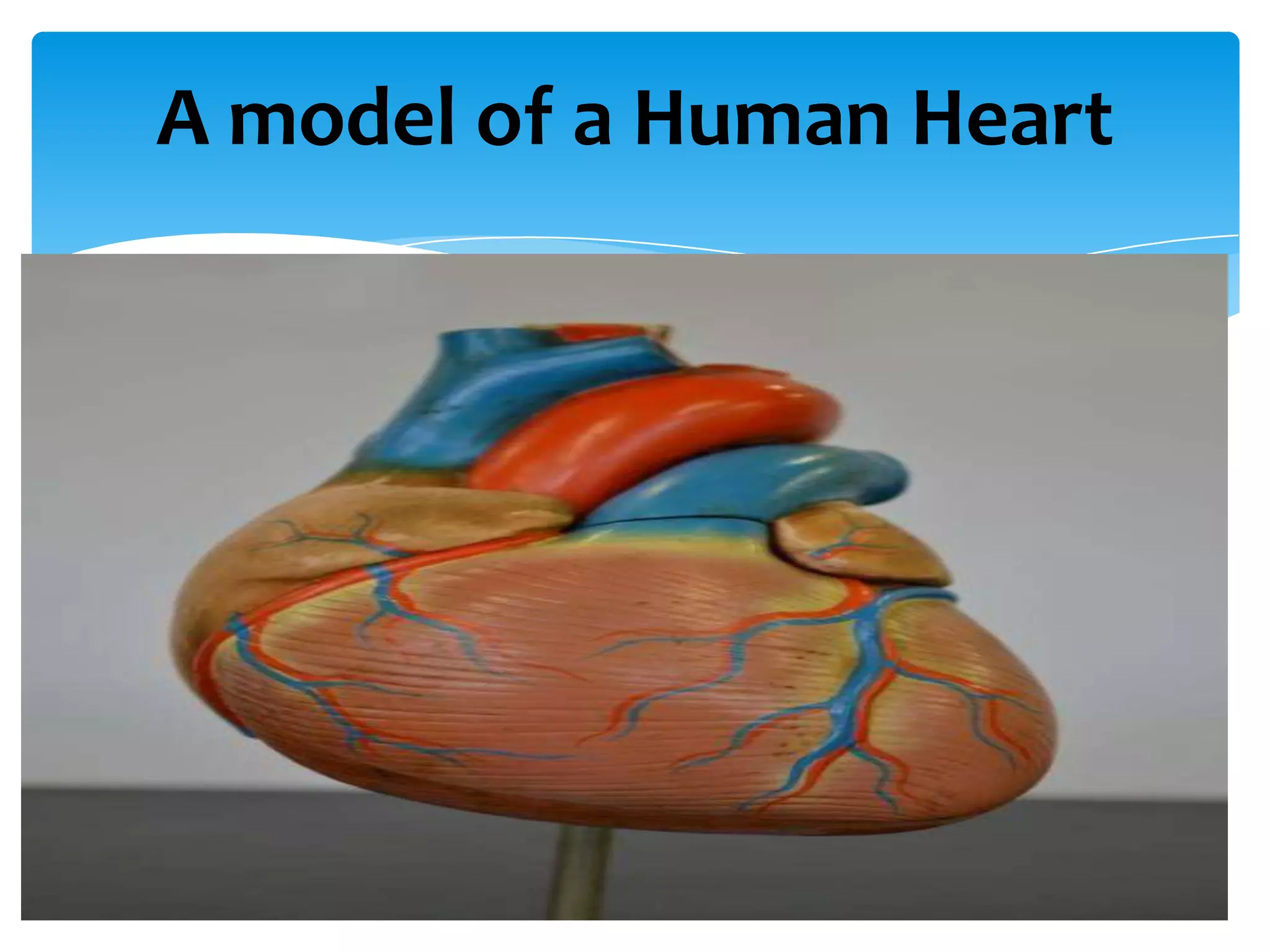A model of a Human Heart
 