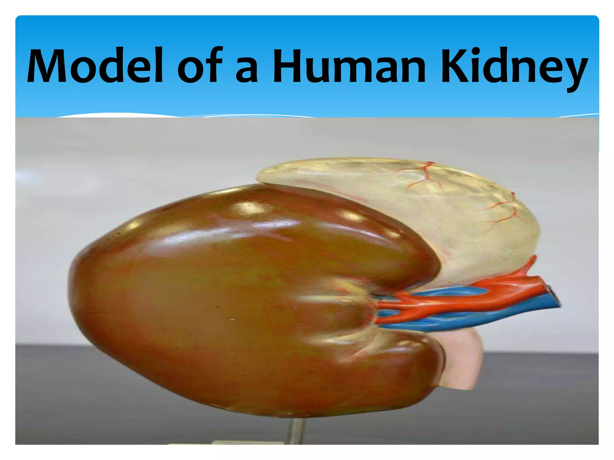 Model of a Human Kidney
 