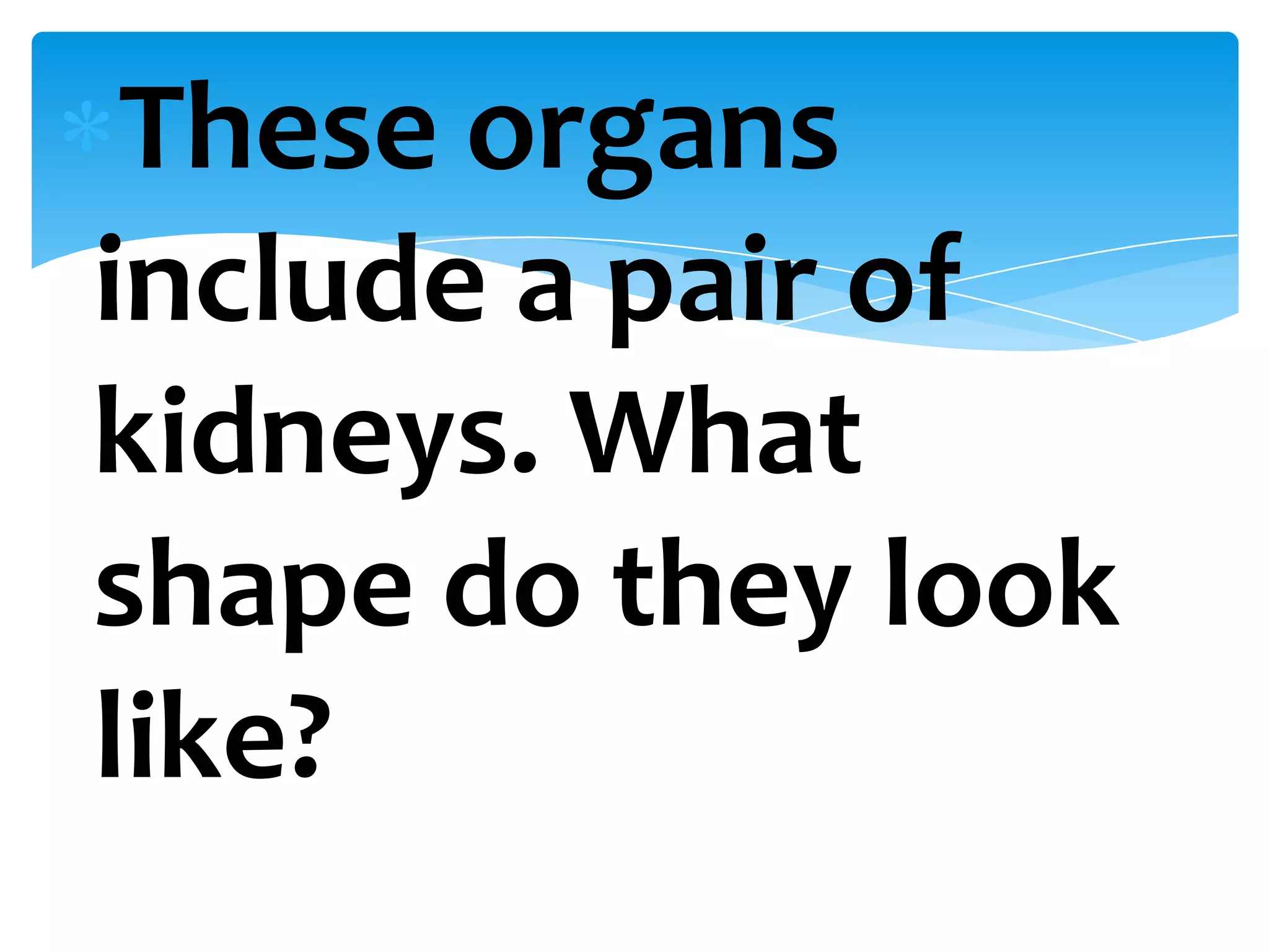 These organs
include a pair of
kidneys. What
shape do they look
like?
 