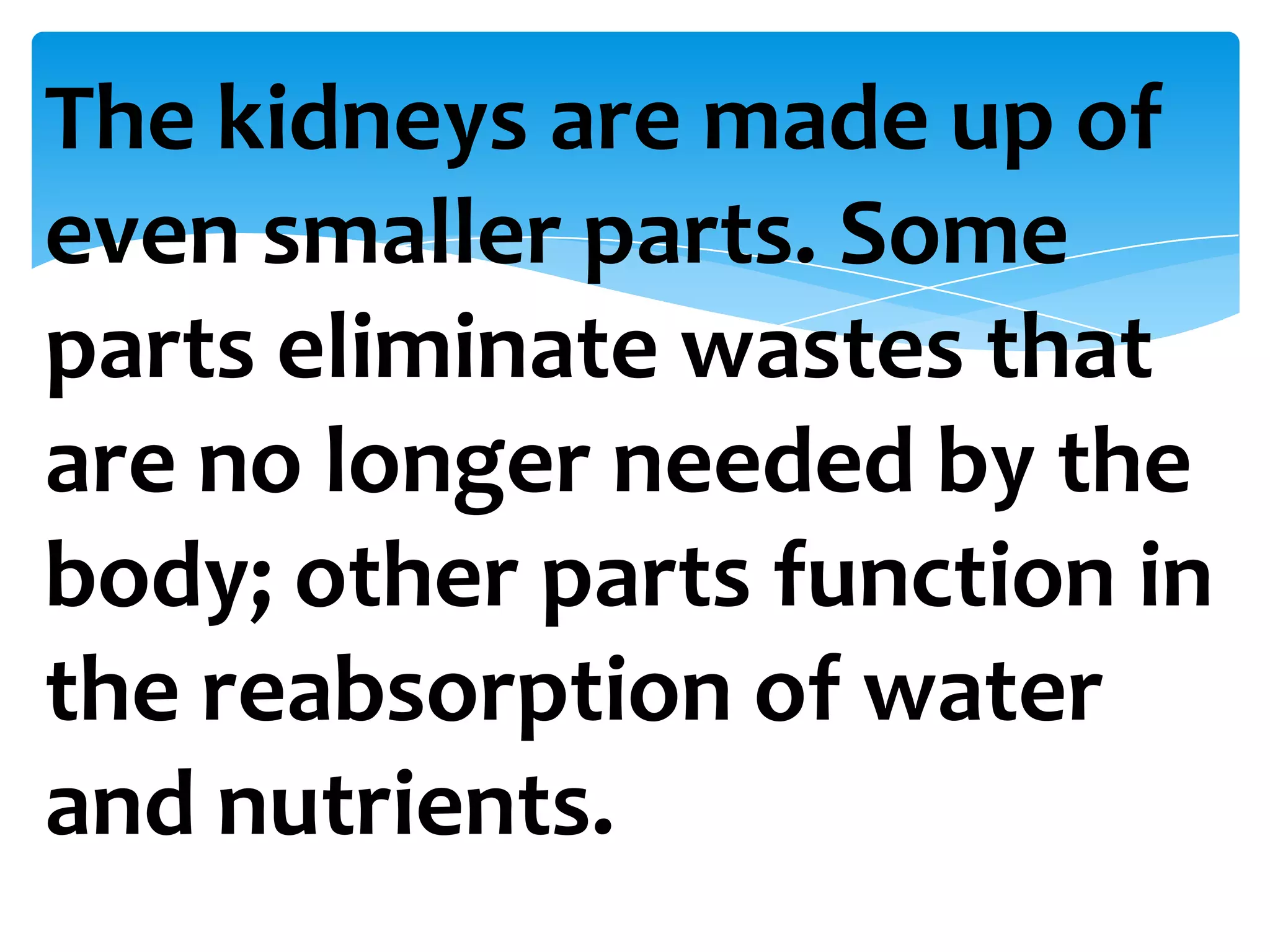 The kidneys are made up of
even smaller parts. Some
parts eliminate wastes that
are no longer needed by the
body; other parts function in
the reabsorption of water
and nutrients.
 