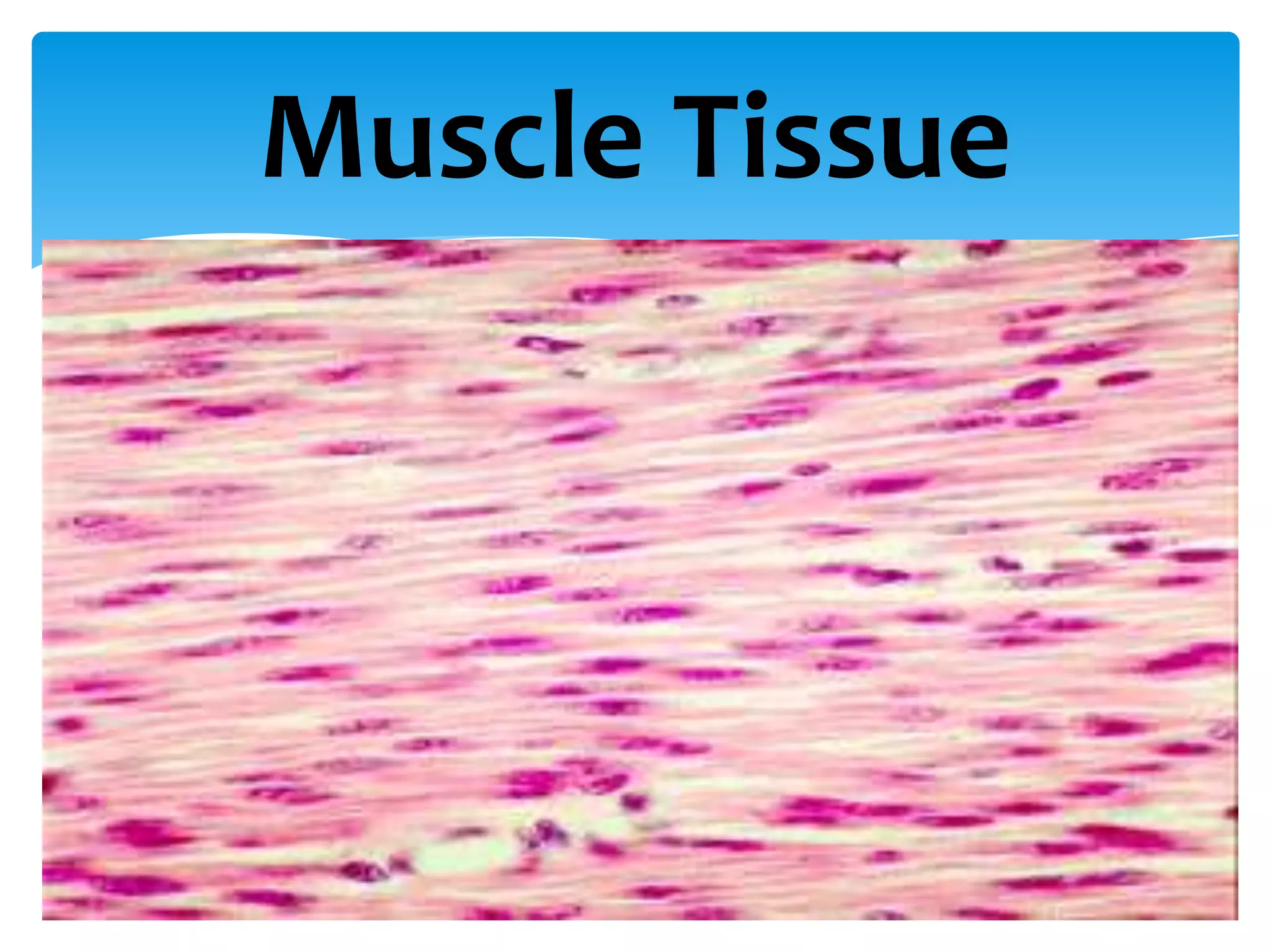 Muscle Tissue
 