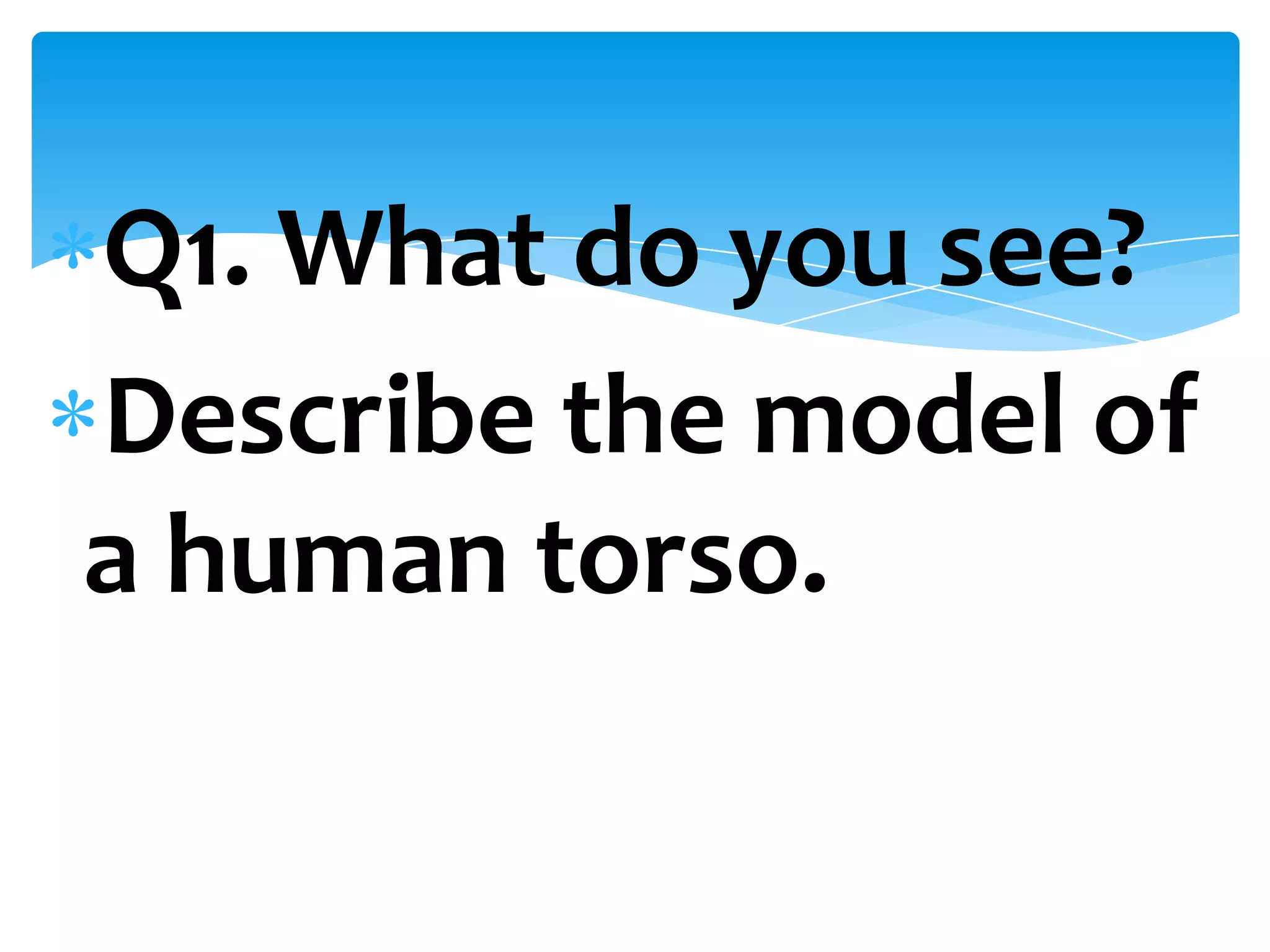 Q1. What do you see?
Describe the model of
a human torso.
 