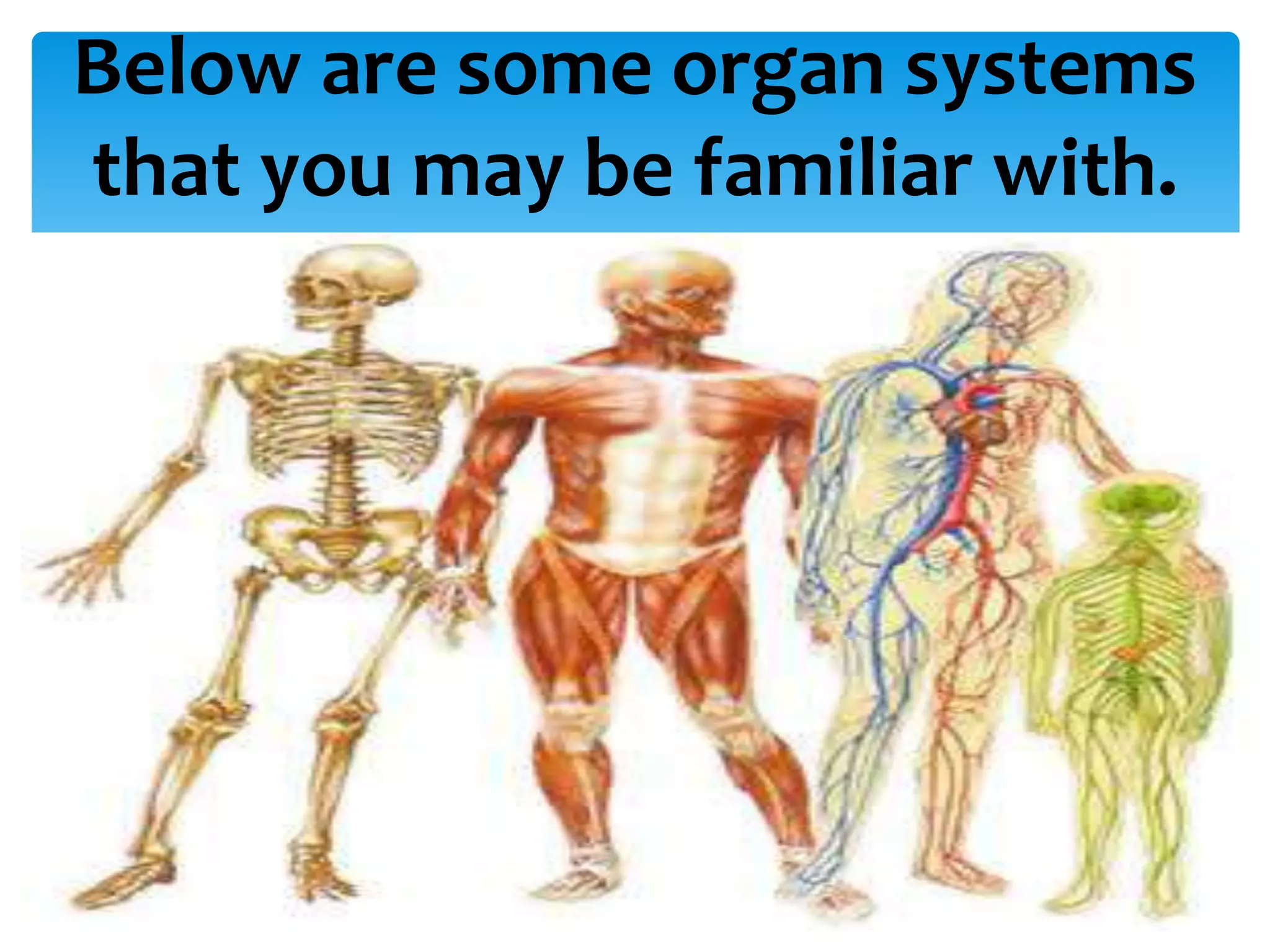 Below are some organ systems
that you may be familiar with.
 