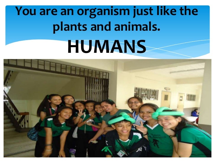 What makes up an organism