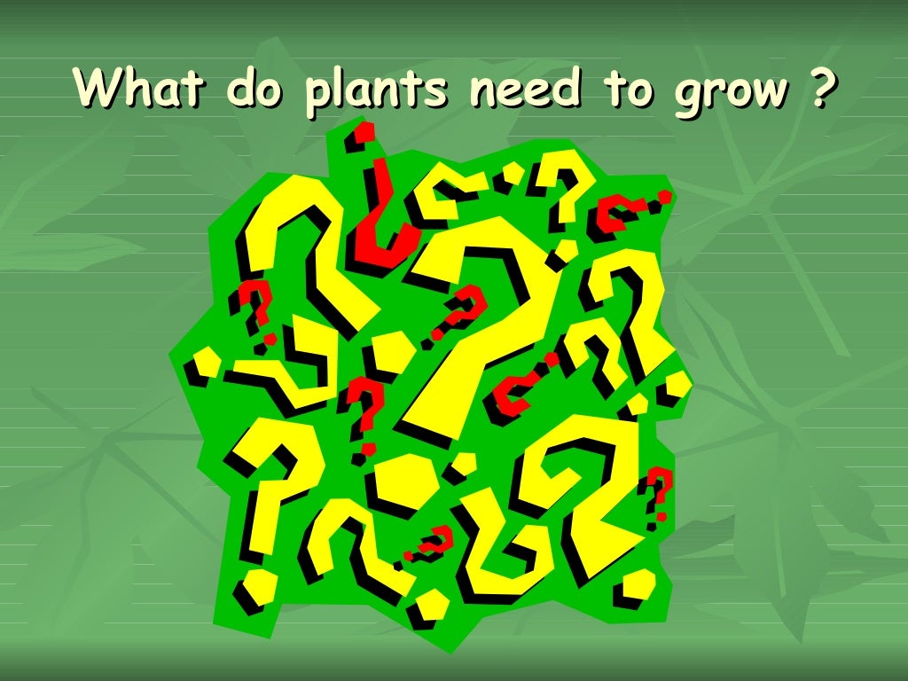 What plants need?
