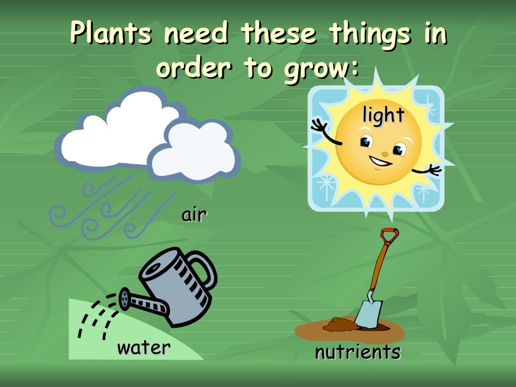 What plants need?