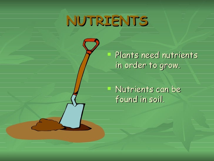 What plants need?