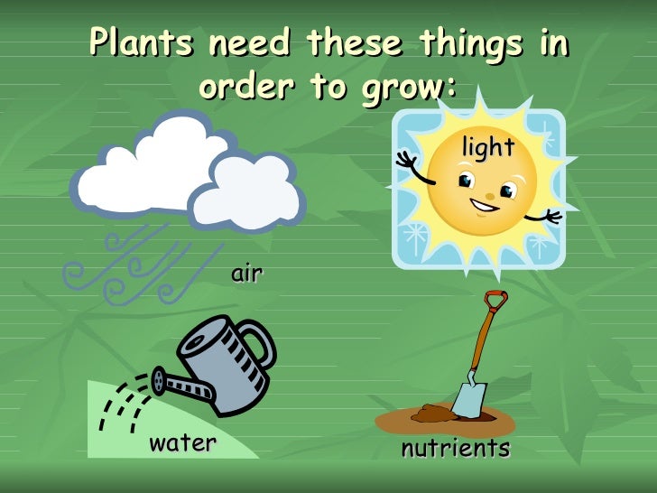 Resultado de imagen de what do plants need to grow