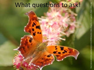 What questions to ask!
http://upload.wikimedia.org/wikipedia/commons/8/8b/Question_Mark_Polygonia_interrogationis_Flower_2506px.jpg
 