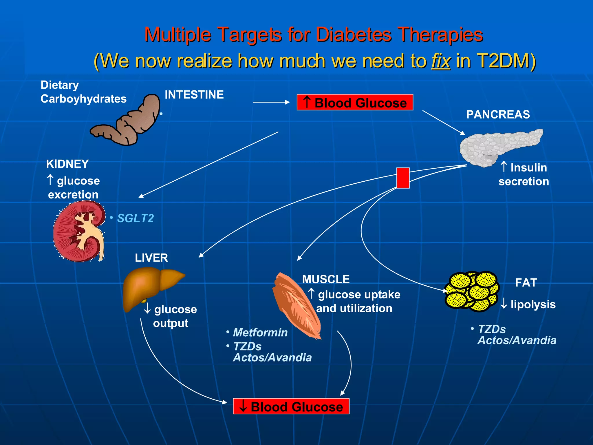 Multiple Targets for Diabetes Therapies   (We now realize how much we need to  fix  in T2DM) Dietary  Carboyhydrates MUSCLE FAT PANCREAS INTESTINE KIDNEY LIVER    Blood Glucose    Insulin secretion    glucose uptake and utilization    lipolysis    glucose output Metformin TZDs Actos/Avandia TZDs Actos/Avandia    glucose excretion SGLT2    Blood Glucose 