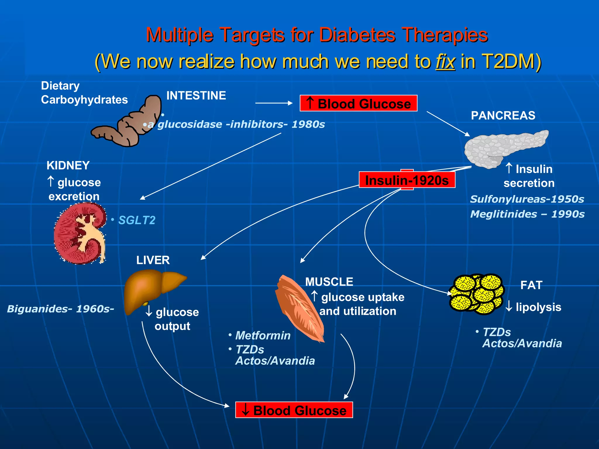 Multiple Targets for Diabetes Therapies   (We now realize how much we need to  fix  in T2DM) Dietary  Carboyhydrates MUSCLE FAT PANCREAS INTESTINE KIDNEY LIVER    Blood Glucose    Insulin secretion    glucose uptake and utilization    lipolysis    glucose output Metformin TZDs Actos/Avandia TZDs Actos/Avandia    glucose excretion SGLT2    Blood Glucose Insulin-1920s Sulfonylureas-1950s Biguanides- 1960s- a glucosidase -inhibitors- 1980s Meglitinides – 1990s 