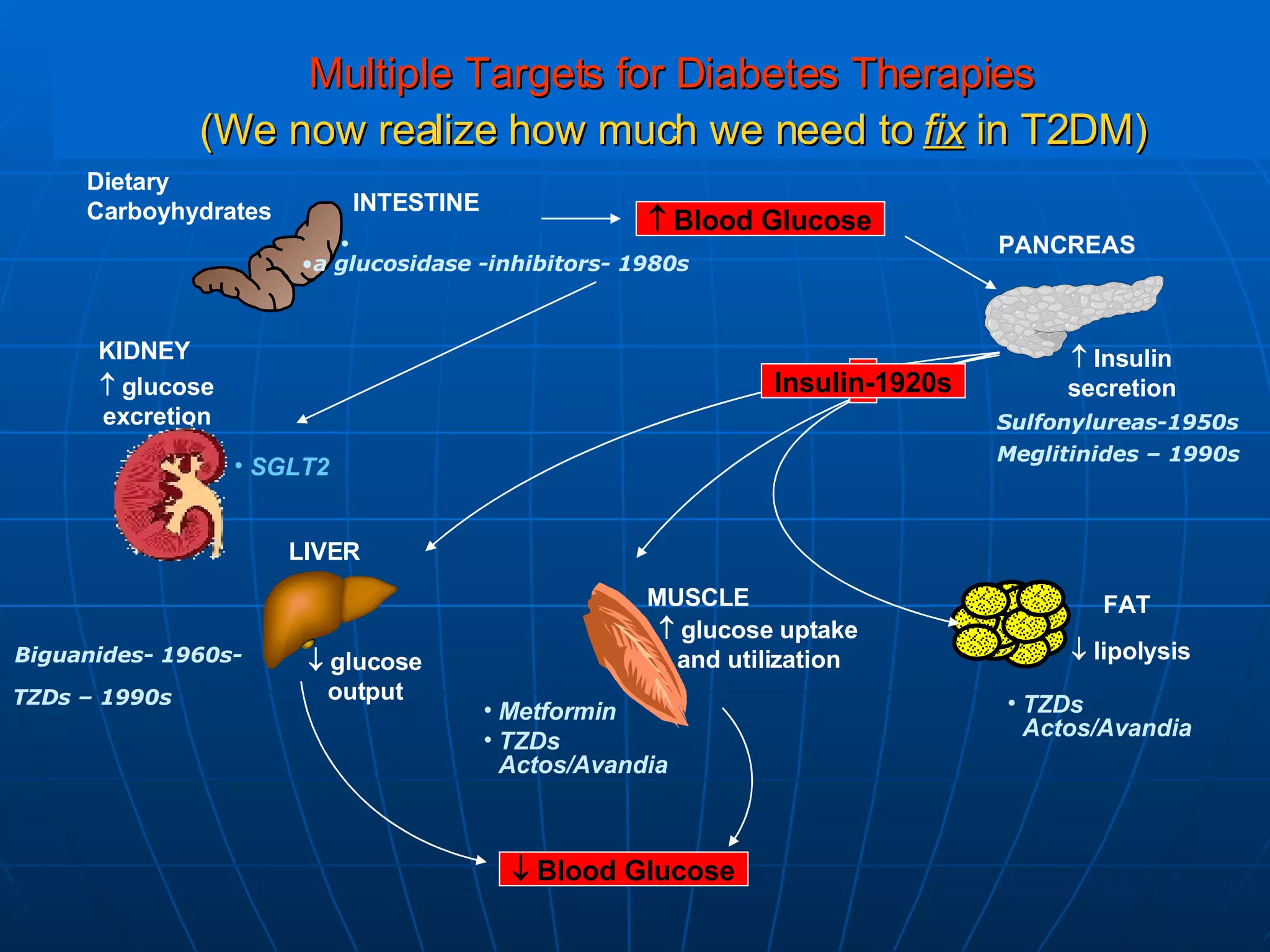 Multiple Targets for Diabetes Therapies   (We now realize how much we need to  fix  in T2DM) Dietary  Carboyhydrates MUSCLE FAT PANCREAS INTESTINE KIDNEY LIVER    Blood Glucose    Insulin secretion    glucose uptake and utilization    lipolysis    glucose output Metformin TZDs Actos/Avandia TZDs Actos/Avandia    glucose excretion SGLT2    Blood Glucose Insulin-1920s Sulfonylureas-1950s Biguanides- 1960s- a glucosidase -inhibitors- 1980s Meglitinides – 1990s TZDs – 1990s 