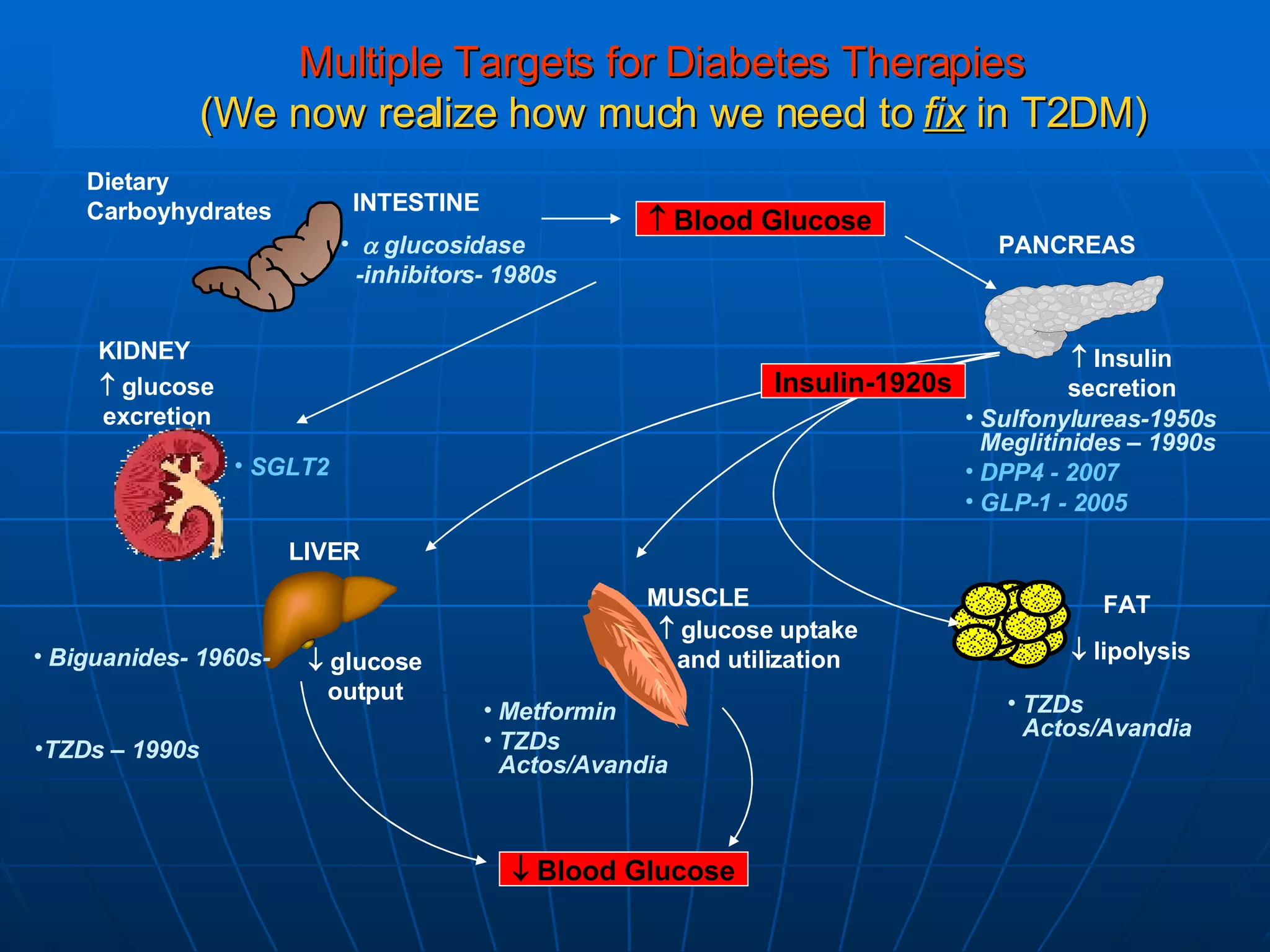 Multiple Targets for Diabetes Therapies   (We now realize how much we need to  fix  in T2DM) Dietary  Carboyhydrates MUSCLE FAT PANCREAS INTESTINE KIDNEY Biguanides- 1960s- Sulfonylureas-1950s Meglitinides – 1990s DPP4 - 2007  GLP-1 - 2005 LIVER    Blood Glucose    Insulin secretion    glucose uptake and utilization    lipolysis    glucose output Metformin TZDs Actos/Avandia TZDs Actos/Avandia  glucosidase -inhibitors- 1980s    glucose excretion SGLT2    Blood Glucose Insulin-1920s TZDs – 1990s 