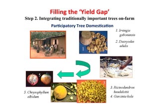  What’s cooking on farms? CBD COP 11 - 17 Oct 2012 Domestication of indigenous fruit trees for sustainable intensiﬁcation