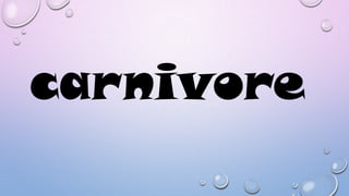 carnivore

 