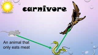 carnivore

An animal that
only eats meat

 