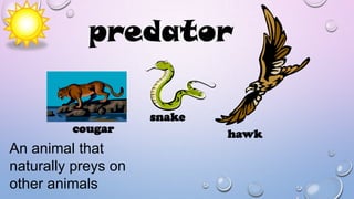 predator
cougar

An animal that
naturally preys on
other animals

snake
hawk

 