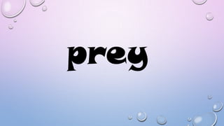 prey

 