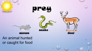 prey
mouse

An animal hunted
or caught for food

snake

deer

 