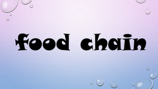 food chain

 