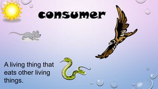 consumer

A living thing that
eats other living
things.

 
