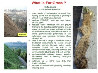 FortGrass is
a natural solution that:
1. uses seeds of herbaceous perennial deep
rooting plants that are capable of growing in
almost every lithotype and climate
2. controls EROSION even on most barren
ground types
3. reduces water infiltration into the ground
thanks to the thick leaves blanket and favours
water removal from upper soil layers thanks
to evapotranspiration, with positive effects on
some geomechanical parameters of soil:
saturation, pore pressure, cohesion, shear
strength, etc.
4. able to replace a range of materials used in
traditional interventions to control erosion
(geocells, geonets, biomats, mulch, plastic
materials, topsoil, etc.) or able to be
combined with these, ensuring technical and
environmental advantages, and cost savings
5. environmentally restores slopes, assisting
biodiversity and accelerating ecological
succession
6. subtracts up to 400% more CO2 than
traditional plants
7. requires no maintenance (watering, fertilising,
mowing, etc.)
Typical HPDRP root
What is FortGrass ?
BEFORE
AFTER
Orvieto (Terni)
 