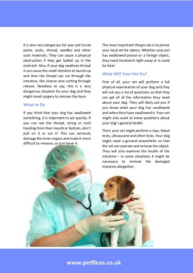 What should i do if my dog has swallowed something they shouldn’t have
