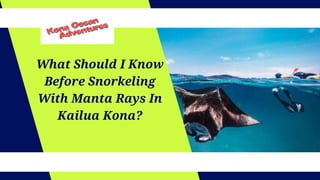 What Should I Know
Before Snorkeling
With Manta Rays In
Kailua Kona?
 
