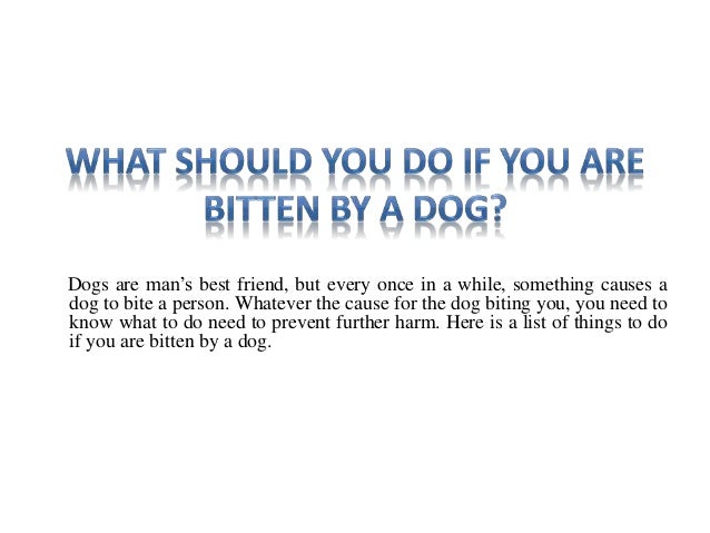 what if a dog bites you