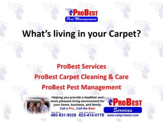 What’s living in your Carpet? ProBest Services ProBest Carpet Cleaning & Care ProBest Pest Management 