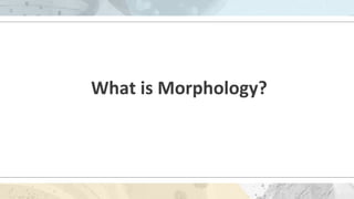 What is Morphology?
 
