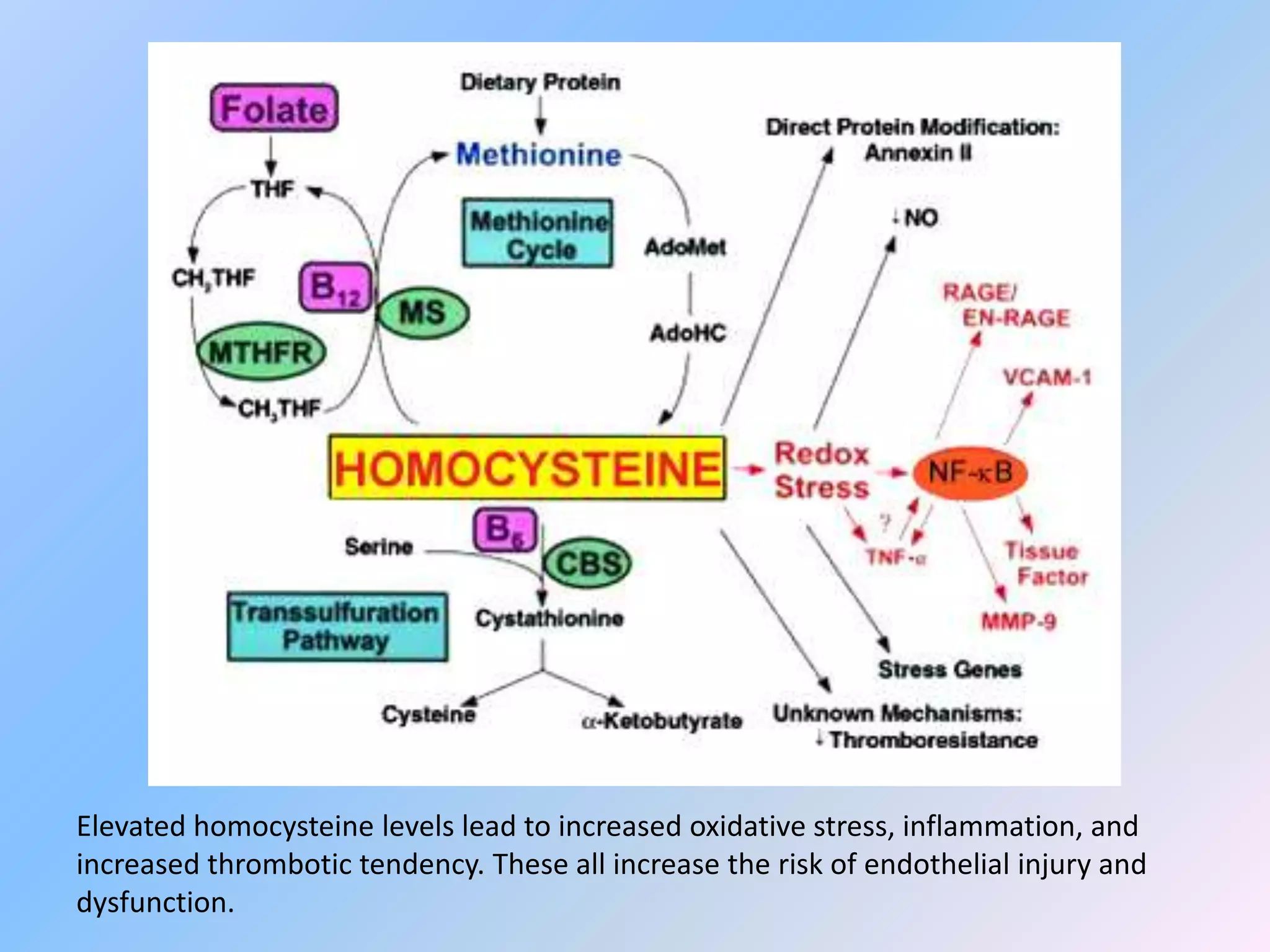 Elevated homocysteine levels lead to increased oxidative stress, inflammation, and
increased thrombotic tendency. These all increase the risk of endothelial injury and
dysfunction.
 