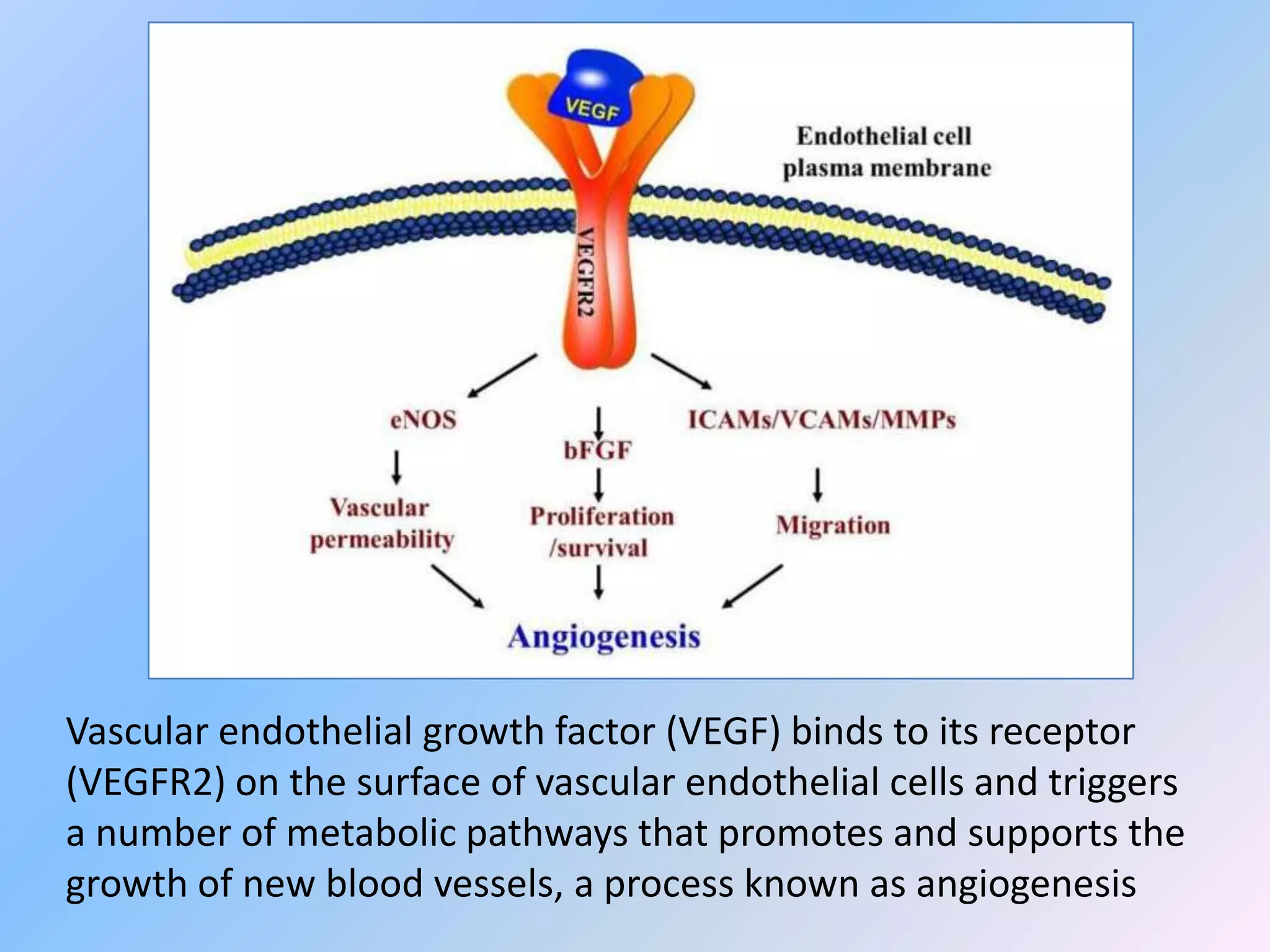 Vascular endothelial growth factor (VEGF) binds to its receptor
(VEGFR2) on the surface of vascular endothelial cells and triggers
a number of metabolic pathways that promotes and supports the
growth of new blood vessels, a process known as angiogenesis
 