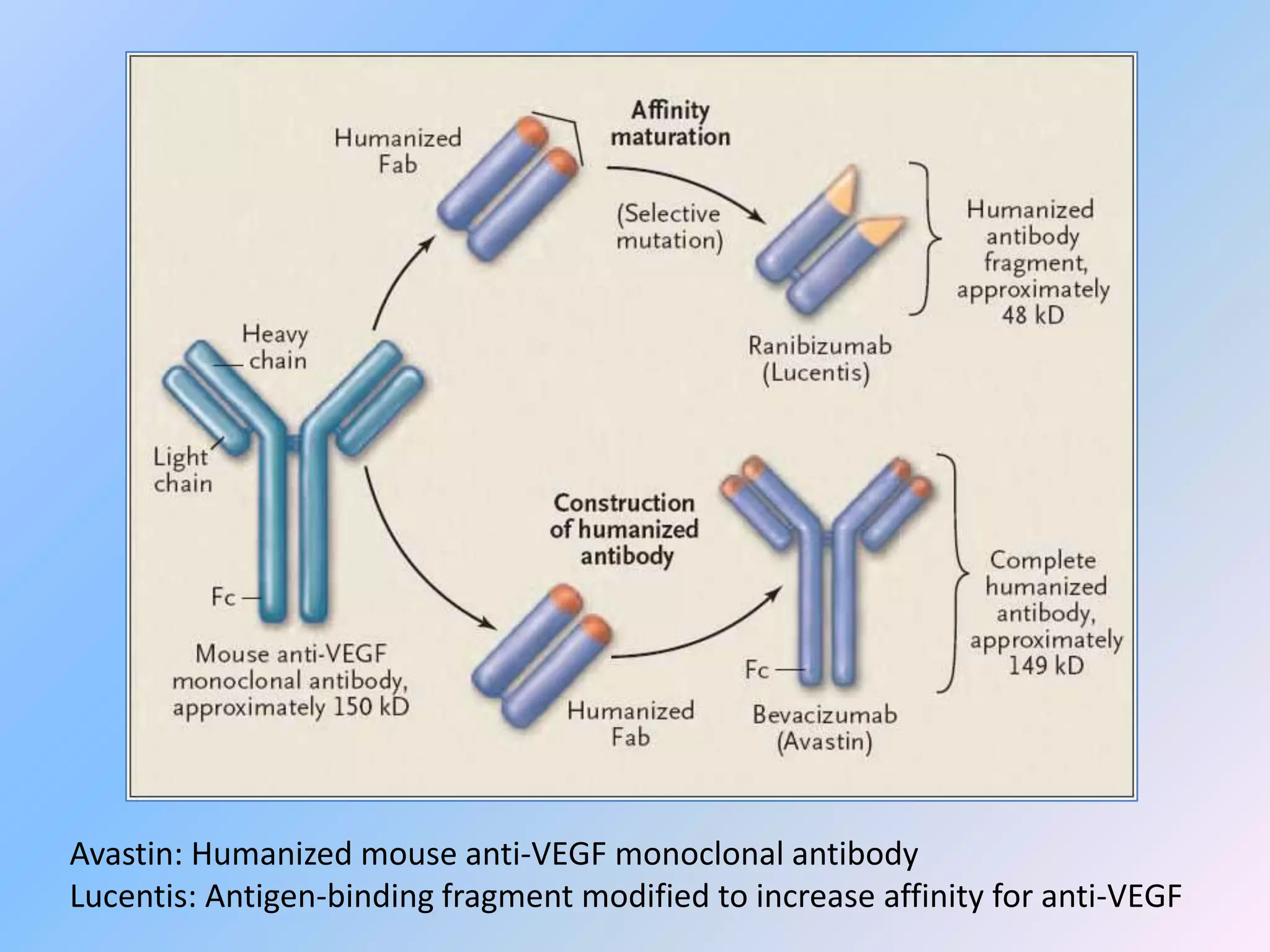 Avastin: Humanized mouse anti-VEGF monoclonal antibody
Lucentis: Antigen-binding fragment modified to increase affinity for anti-VEGF
 