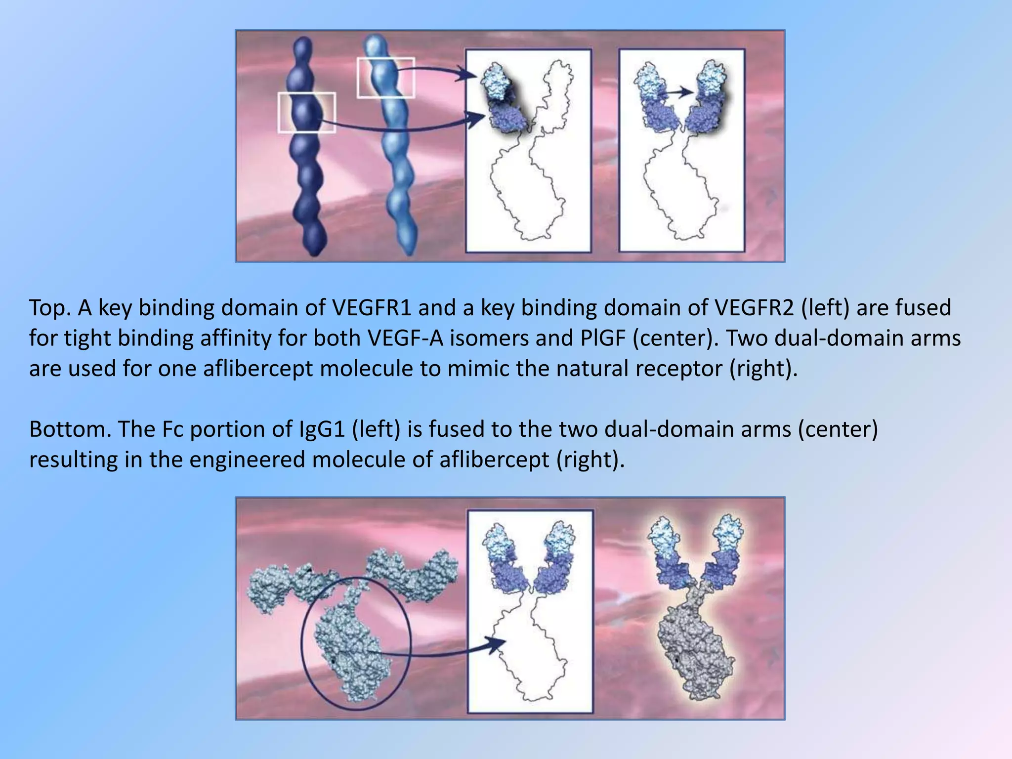 Top. A key binding domain of VEGFR1 and a key binding domain of VEGFR2 (left) are fused
for tight binding affinity for both VEGF-A isomers and PlGF (center). Two dual-domain arms
are used for one aflibercept molecule to mimic the natural receptor (right).

Bottom. The Fc portion of IgG1 (left) is fused to the two dual-domain arms (center)
resulting in the engineered molecule of aflibercept (right).
 